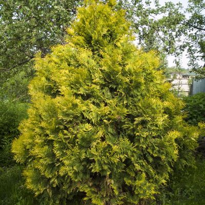 Tuja Żywotnik zachodni &#39;Yellow Diamond&#39; Thuja occidentalis