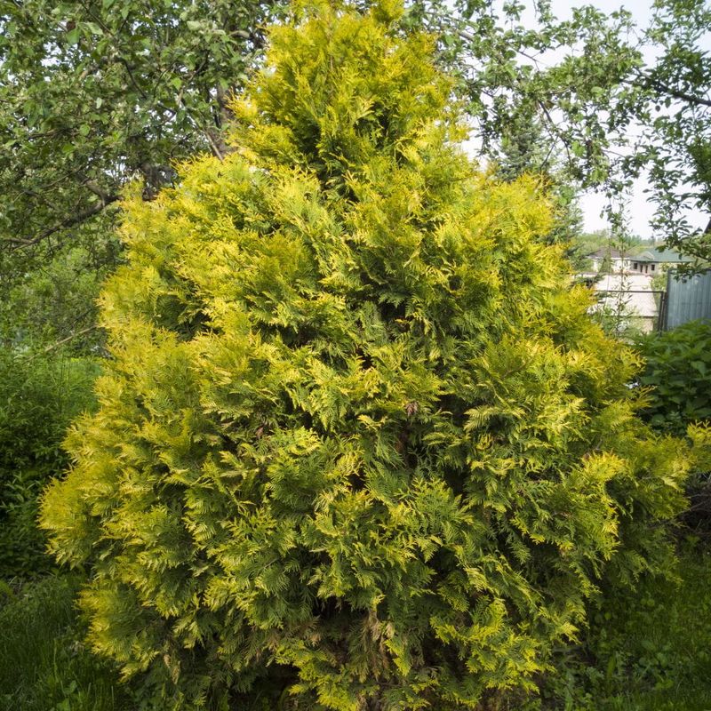 Tuja Żywotnik zachodni &#39;Yellow Diamond&#39; Thuja occidentalis