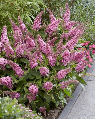 Buddleja &#39;Butterfly Candy Little Pink&#39; Buddleja davidii