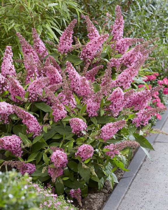 Buddleja &#39;Butterfly Candy Little Pink&#39; Buddleja davidii