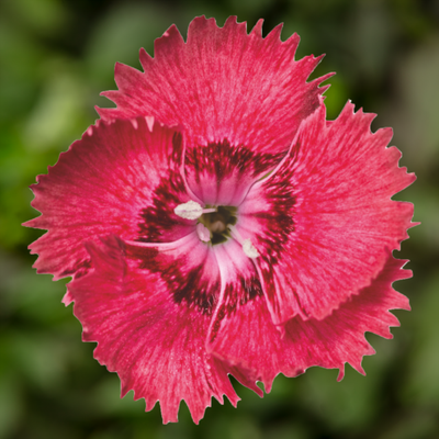 Goździk &#39;Dixi® Deep Rose&#39; Dianthus hybrida