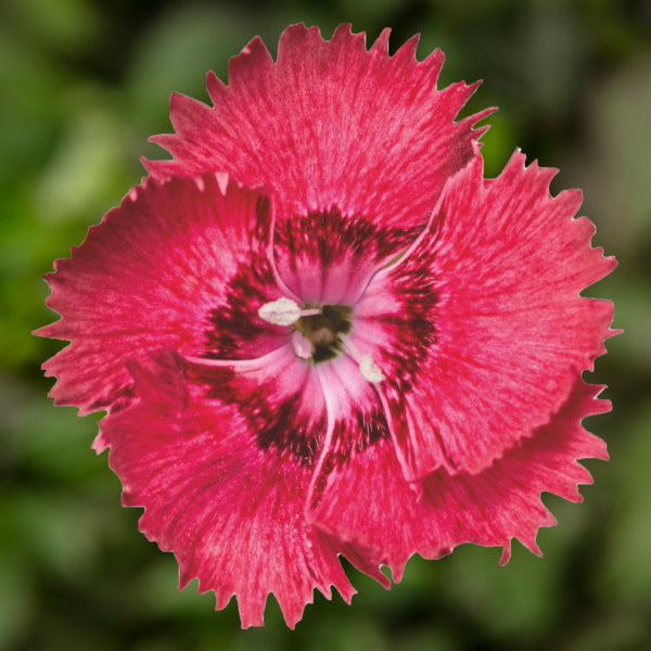 Goździk &#39;Dixi® Deep Rose&#39; Dianthus hybrida