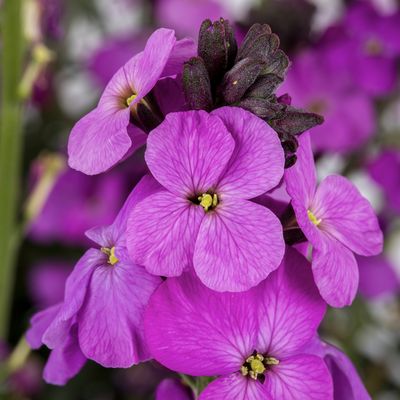 Pszonak 'Super Bowl Mauve' Erysimum hybridum