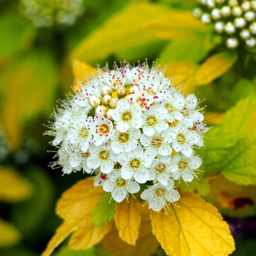 Pęcherznica kalinolistna &#39;Dart&#39;s Gold&#39; Physocarpus opulifolius
