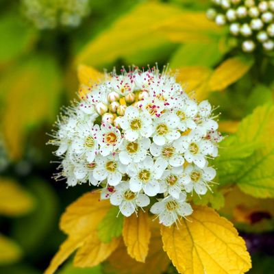 Pęcherznica kalinolistna &#39;Dart&#39;s Gold&#39; Physocarpus opulifolius