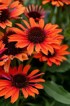 Jeżówka &#39;Pearl™ Orange&#39; Echinacea hybrida