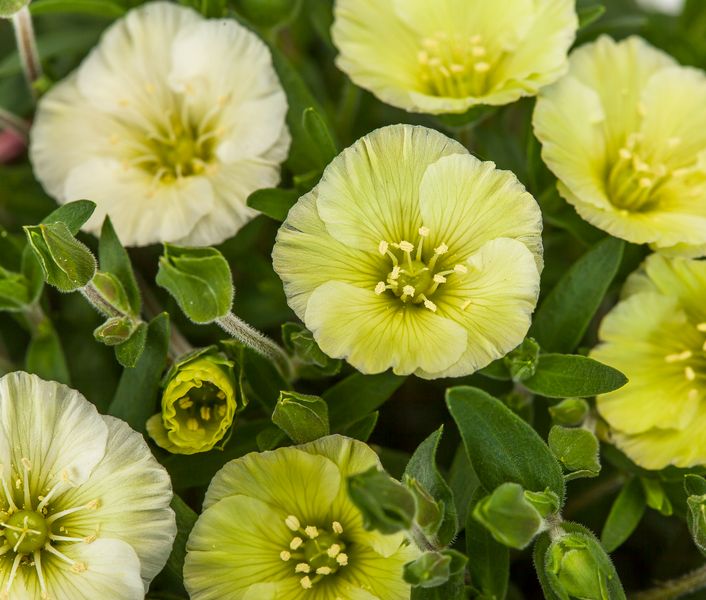 Piaskowiec &#39;Summer Lemon&#39; Arenaria montana