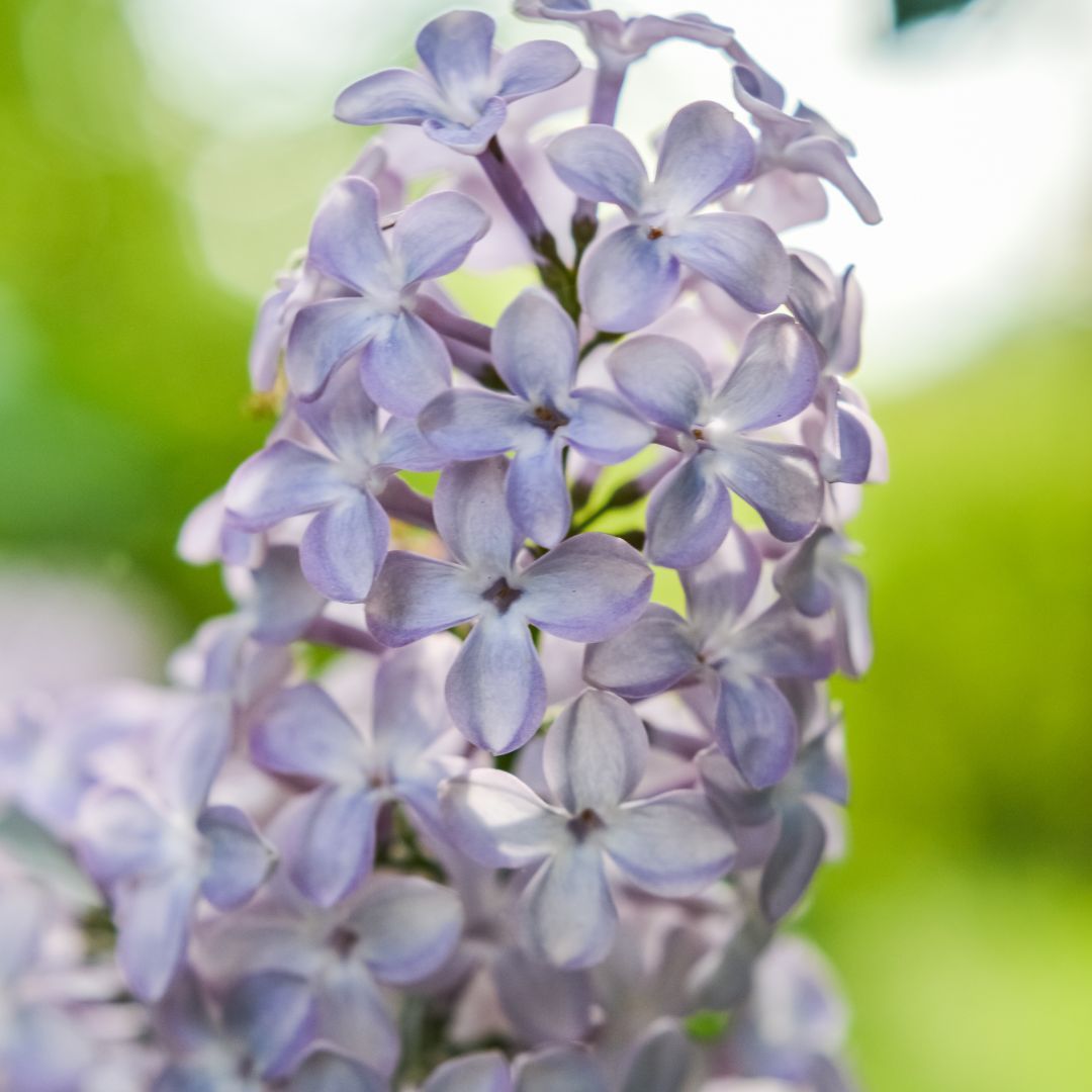 Lilak pospolity &#39;Aucubaefolia&#39; Syringa vulgaris