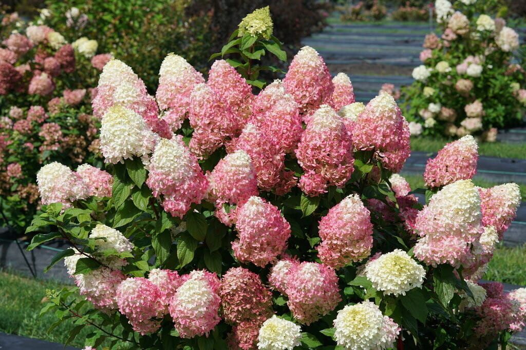 Hortensja bukietowa &#39;Quick Fire Fab&#39;® Hydrangea paniculata