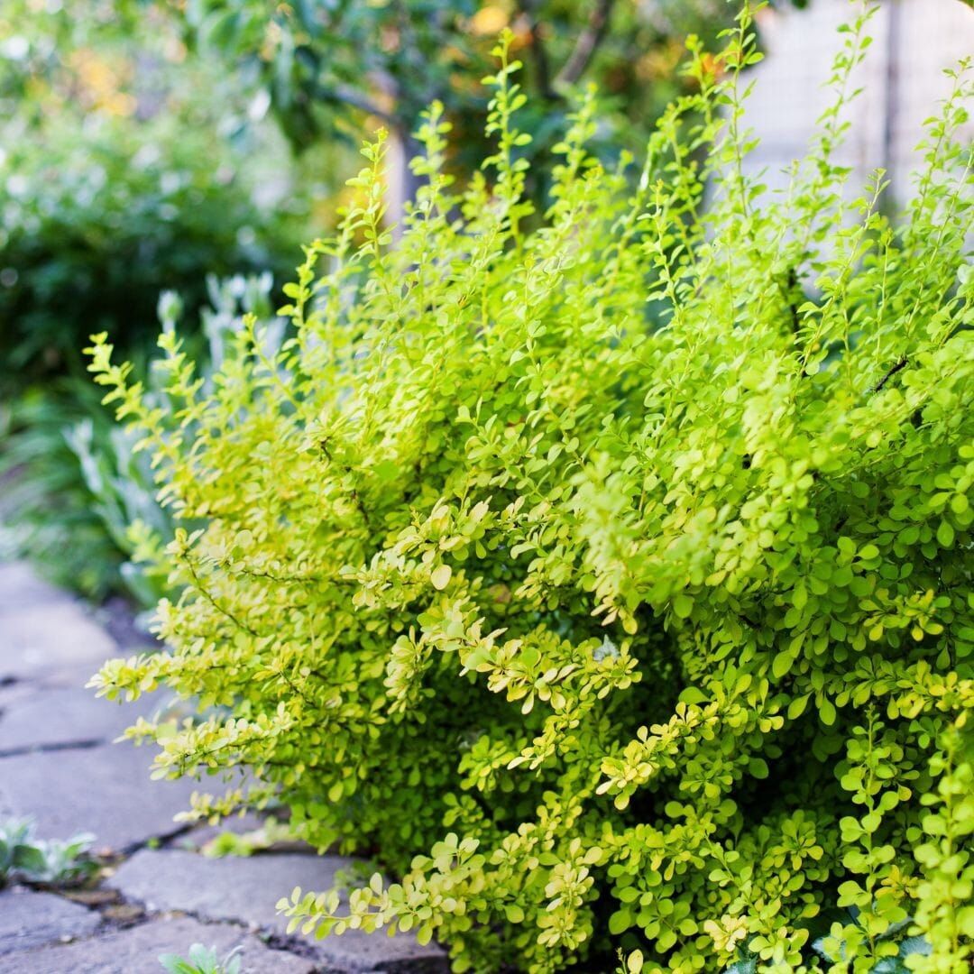 Berberys &#39;Sunsation&#39; Berberis thunbergii