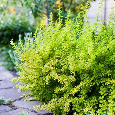 Berberys &#39;Sunsation&#39; Berberis thunbergii
