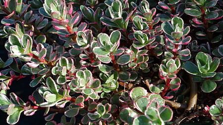 Rozchodnik &#39;Tricolor&#39; Sedum spurium