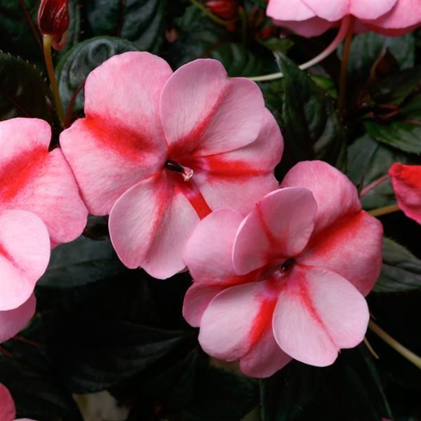 Niecierpek słoneczny &#39;Sunpatiens® Peach Candy&#39; Impatiens
