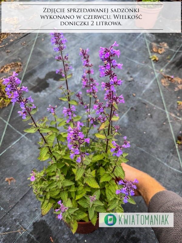 Kocimiętka &#39;Six Hills Giant&#39; Nepeta faassenii