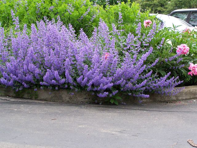 Kocimiętka &#39;Grol&#39; Nepeta faassenii