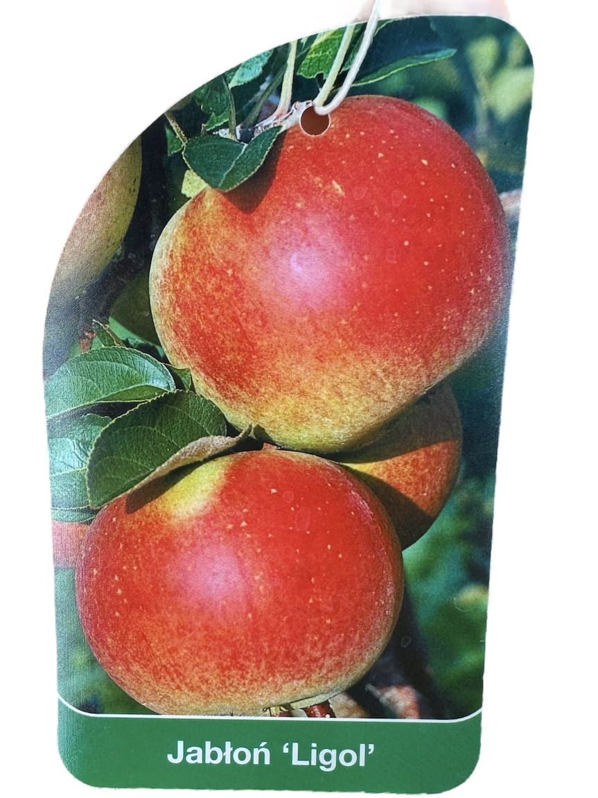 Jabłoń &#39;Ligol&#39; Malus domestica