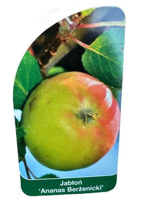 Jabłoń &#39;Ananas Berżeniecki&#39; Malus domestica