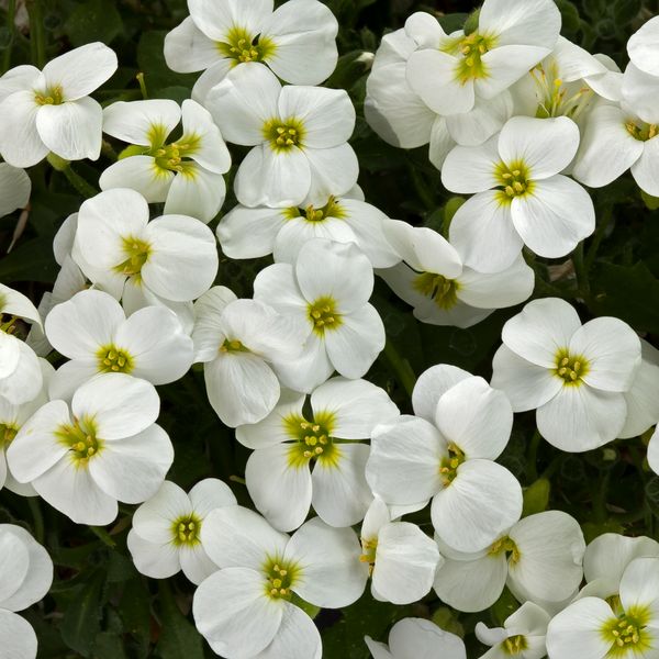 Żagwin biały Aubrieta hybrida
