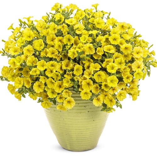 Supertunia MINI VISTA Yellow żółta