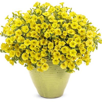 Supertunia MINI VISTA Yellow żółta