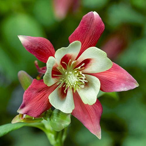 Orlik &#39;Red &amp; White&#39; Aquilegia caerulea