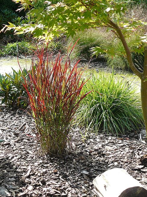 Proso &#39;Sangria&#39; Panicum virgatum