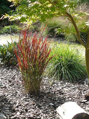 Proso &#39;Sangria&#39; Panicum virgatum