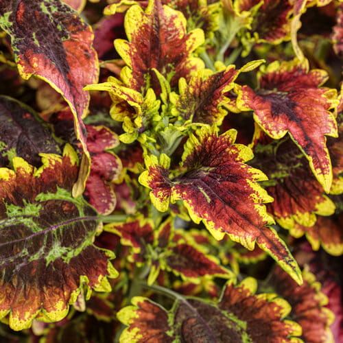 Koleus &#39;El Brighto&#39; Coleus