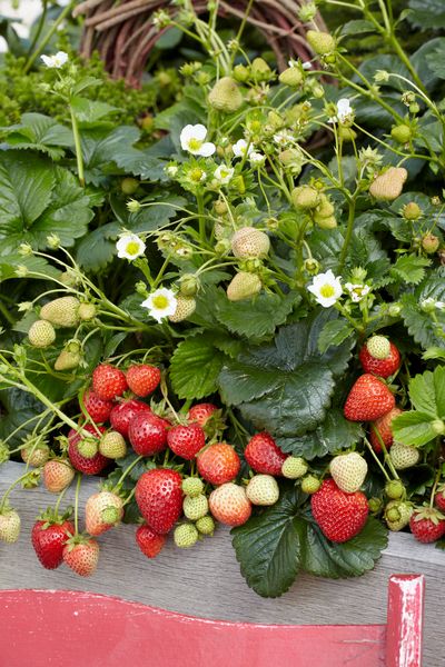 Truskawka &#39;Beltran&#39; Fragaria ananassa