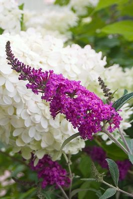 Buddleja Davida &#39;Miss Ruby&#39; Buddleja davidii