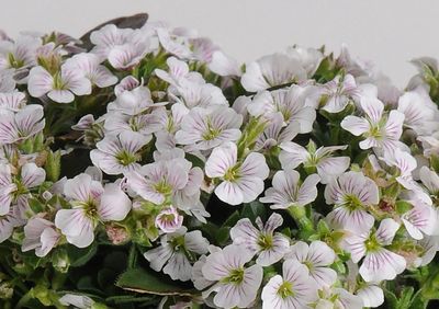 Gipsówka &#39;Pixie Splash&#39; Gypsophila cerastioides