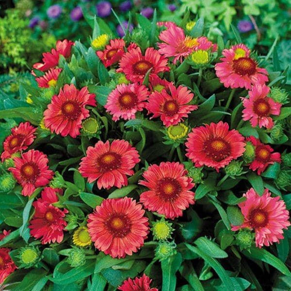 Gaillardia &#39;Arizona Red Shades&#39; Gaillardia aristata