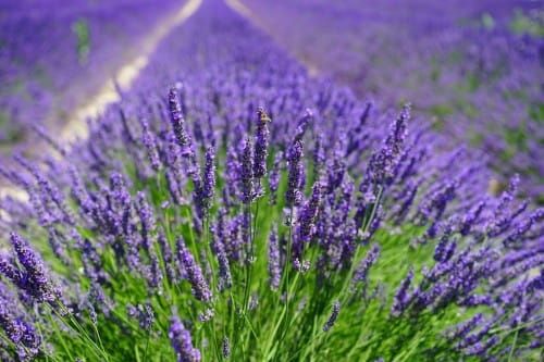 Lawenda 'Blue Scent' Lavandula angustifolia