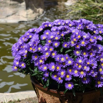 Aster &#39;Island Samoa&#39; Aster dumosus