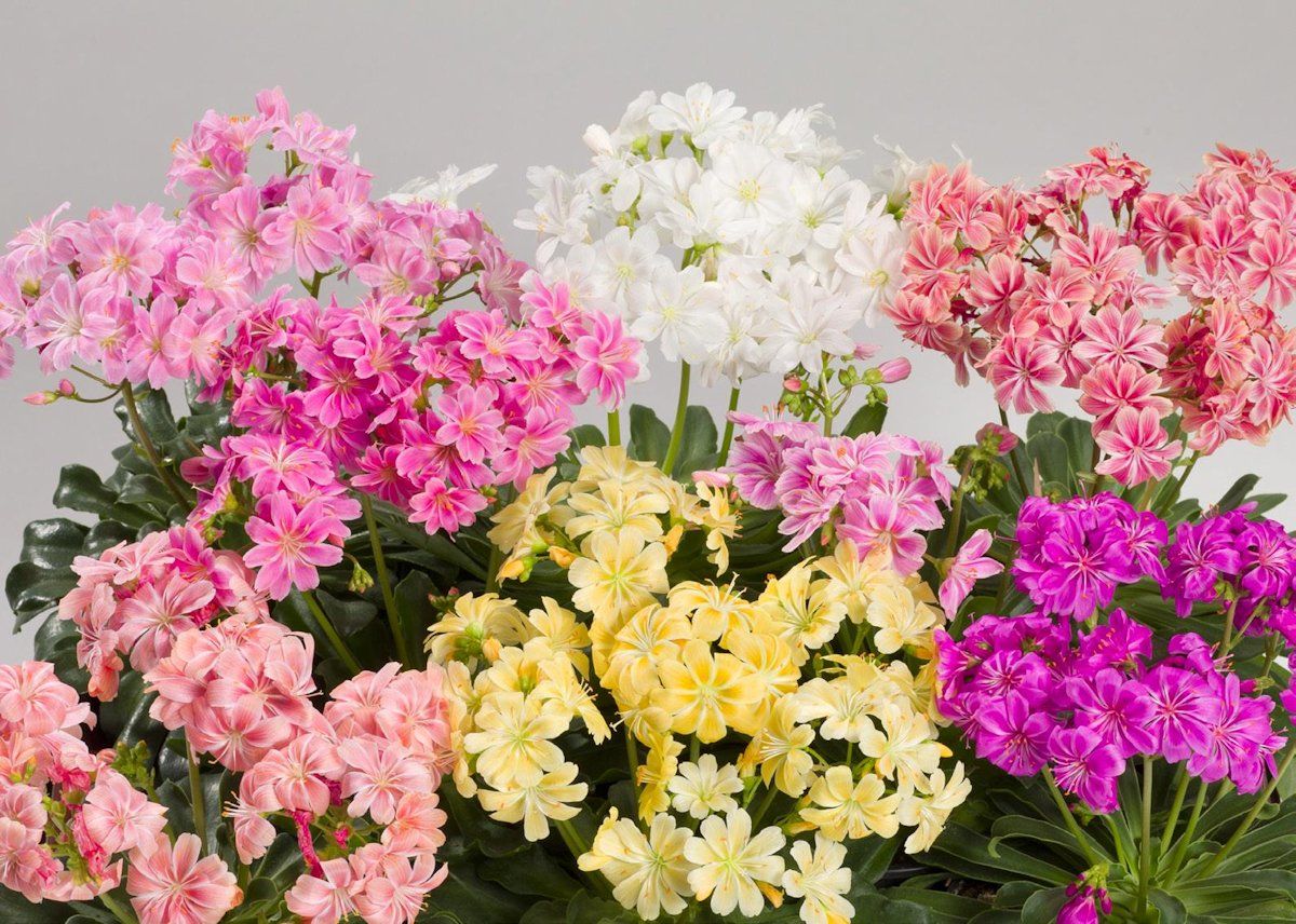 Lewizja różne mix kolorów Lewisia cotyledon