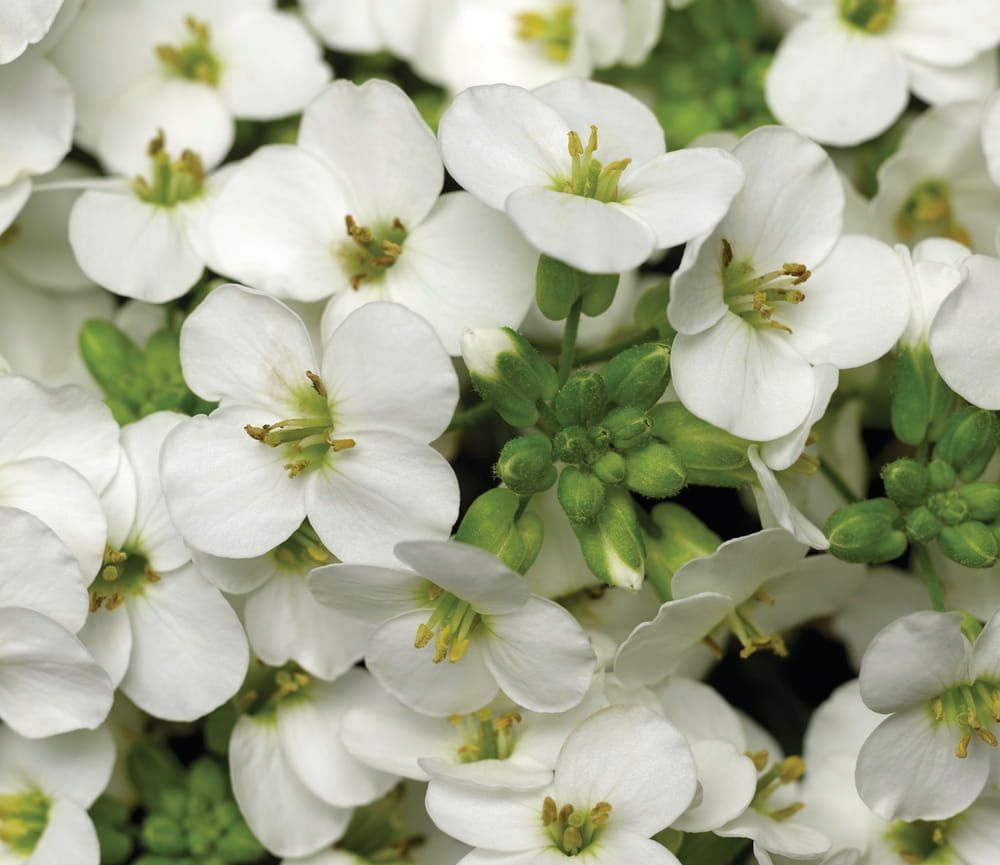 Gęsiówka &#39;Little Treasure White&#39; Arabis caucasica