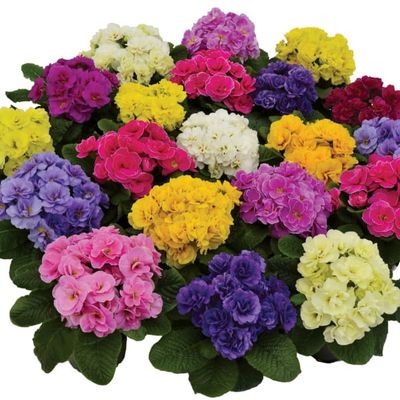 Pierwiosnek o podwójnych kwiatkach mix kolorów Primula acaulis