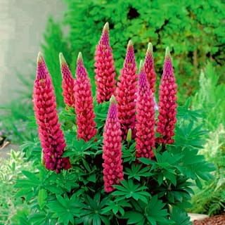 Łubin czerwony &#39;Red Shades&#39; Lupinus