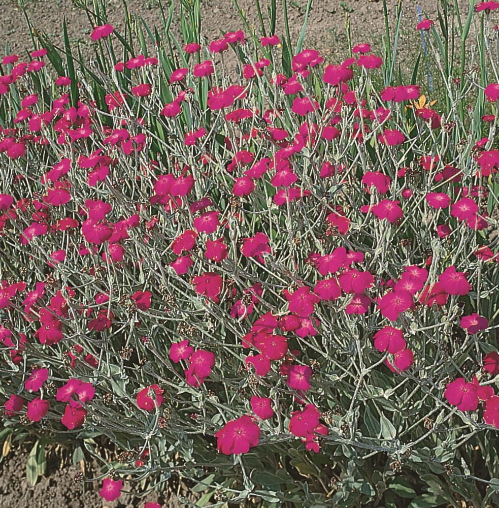 Firletka kwiecista Lychnis coronaria
