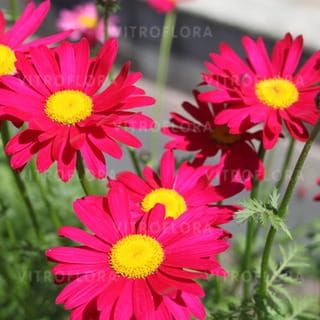 Wrotycz &#39;Robinson Red&#39; Leucanthemum coccineum