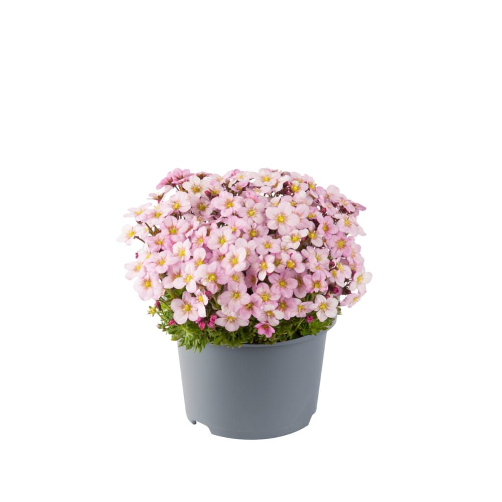 Skalnica 'Appleblossom' Saxifraga arendsii