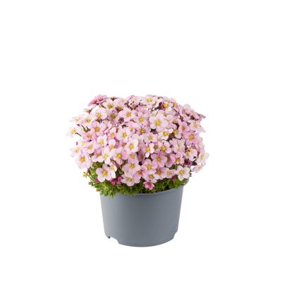 Skalnica 'Appleblossom' Saxifraga arendsii