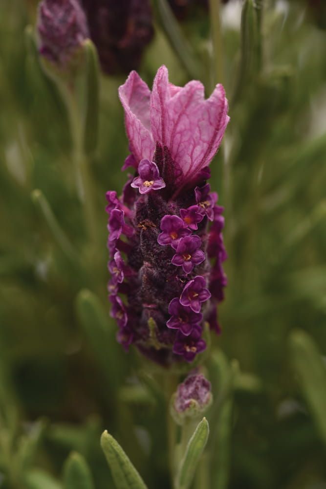 Lawenda francuska Ciemno Różowa Lavandula