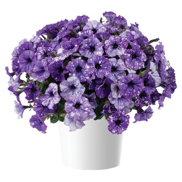 Petunia zwisająca &#39;Moon Walk&#39; Petunia hybrida