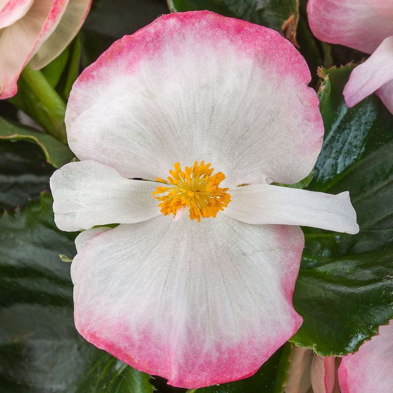 Smocza Begonia dragon Tophat Różowo-Biała