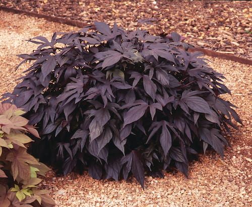 Ipomea Wilec ciemnolistna powcinane listki Ipomoea
