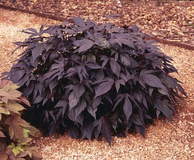 Ipomea Wilec ciemnolistna powcinane listki Ipomoea