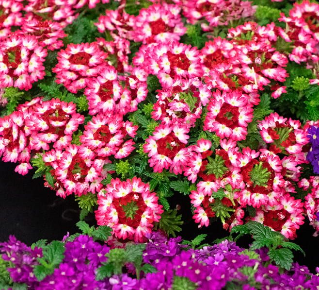 Werbena zwisająca 'Drums® Red Shades' Verbena hybrida