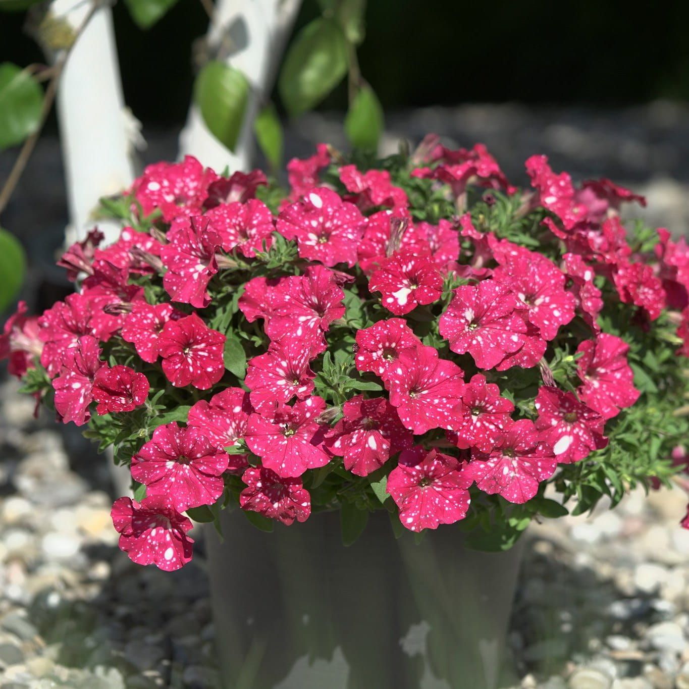 Petunia zwisająca &#39;Famous Cherry Sky&#39; Petunia hybrida