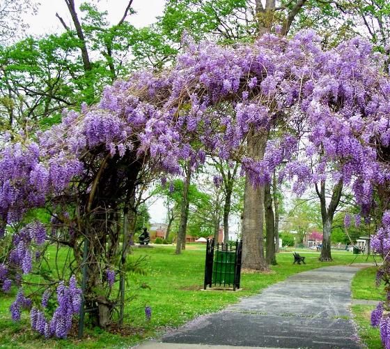 Glicynia &#39;Amethyst Falls&#39; Wisteria frutescens